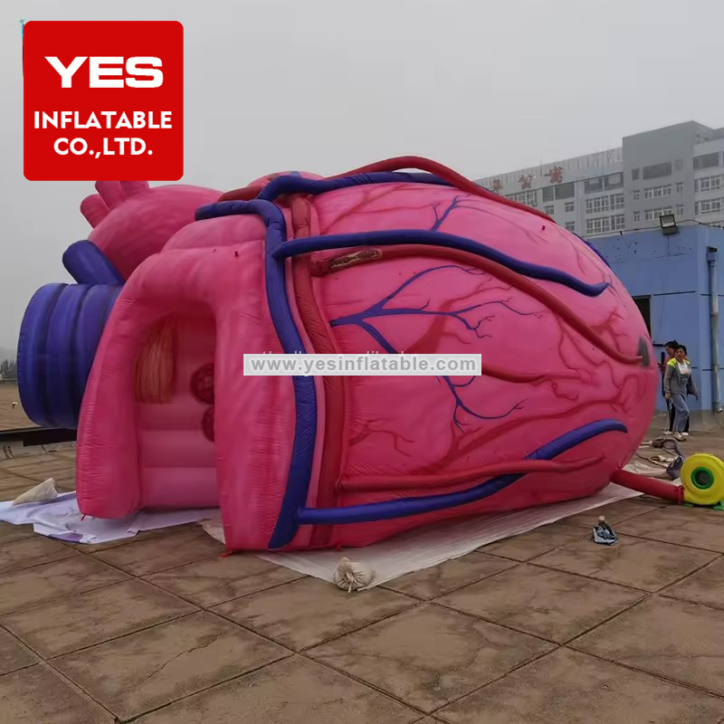 Giant Inflatable Tent Inflatable Heart For Medical Teaching